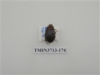 藏品(金龜子科)的圖片